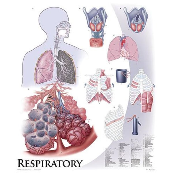 Charts/Posters, Respiratory System Mounted